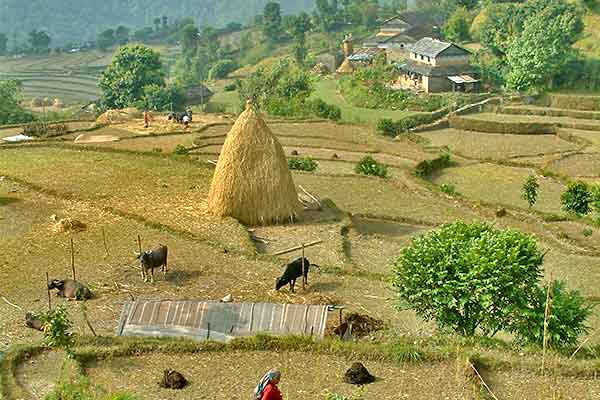 ABC plus Dhampus Trek