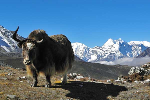 Rupina La Plus Larke Trek