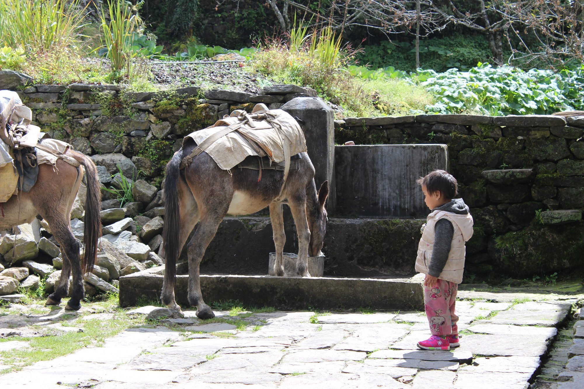 Everest Three Passes Trek – The most memorable nature experience I have ever had!
